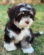 axel_the_havanese