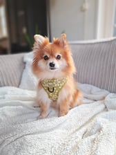 Ivy.kleinkees