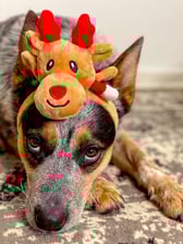 _willowthecattledog_