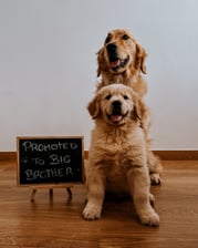 Benji.goldenretriver