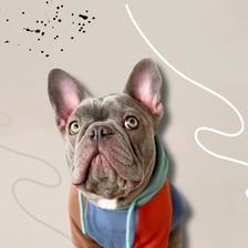 unagi_thefrenchie