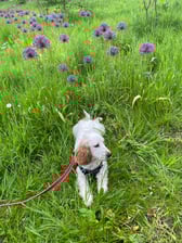 Monty_the_showcocker