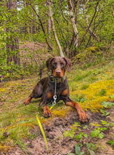 Cleo_thedoberman