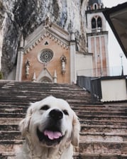 Frenkie_golden_retriever