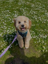 coffeethecavapoochon