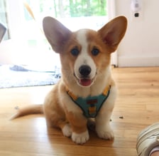 wallythecorgi7