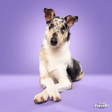 odinthechubbysmoothie