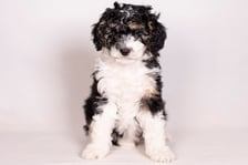 stella.the.mini.bernedoodle