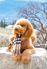 Sir_Elton_Goldendoodle