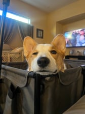 Nemo_the_corgi_