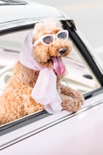 isabellasdoodlediaries