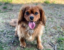 Penny_the_Cavie