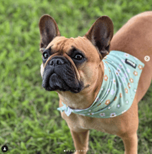 valeriethefrenchie