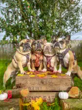 the.frenchie.diaries