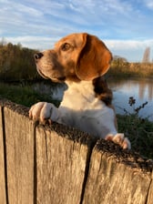 beagle_olaf