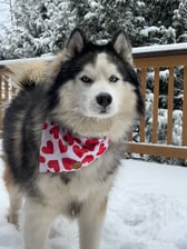 Koda_the_goofy_goober_husky