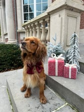 enzo.the.working.cocker