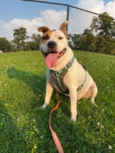 coffeedreamsandmilkbonewishes