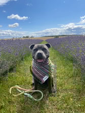 frankie_and_dolly_staffygirls