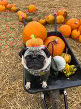 its_teddythepug