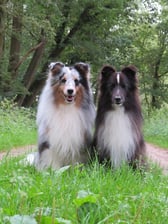 shetlandsheepdogs_nl