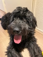 Superheldenhulphond_Iris