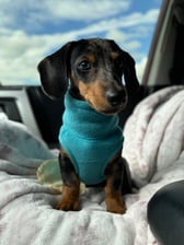 tinyweenieadventures