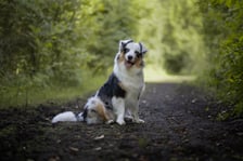 ozzyaustralianshepherd