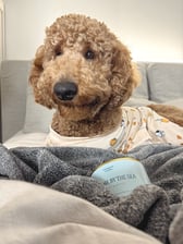 Goldendoodle_noodles