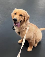 a.golden.tail.named_sunday