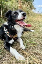 poppy_theborder.collie