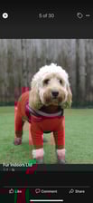 Murphycockapoo9