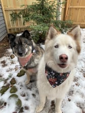 adventures_of_fenn_and_odie