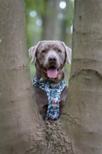 obi_thesilverlab
