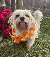 achilles_and_troy_the_morkies