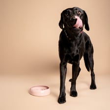 moos_the_black_lab