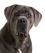 skye.thecanecorsogirl