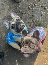 mabeltheblackfrenchie