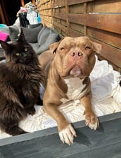 Kikiamericanbully123