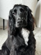 @_elvisthespaniel