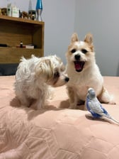 Twodogsandabirb