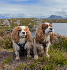 conan.and.ailbha.adventures