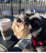 Silver_schnauzer2021