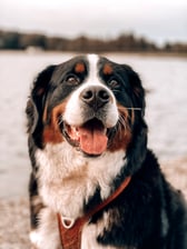 berneseindy