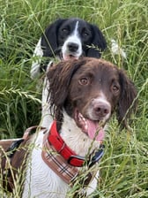 ziggy_the_springer_spaniel