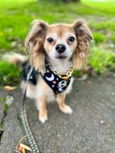 life.with.little.dexter