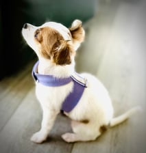 Sophie_isabella_chihuahu