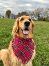 Farm_life_with_court