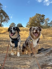 ozzy_and_willows_ruff_life