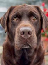 labrador.chocolate.charlie